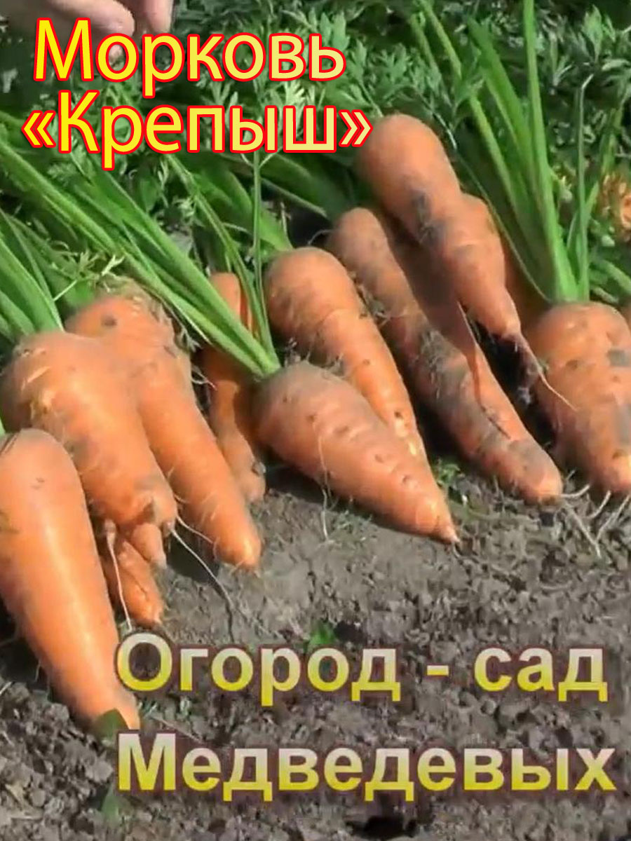 Морковь «Крепыш»
