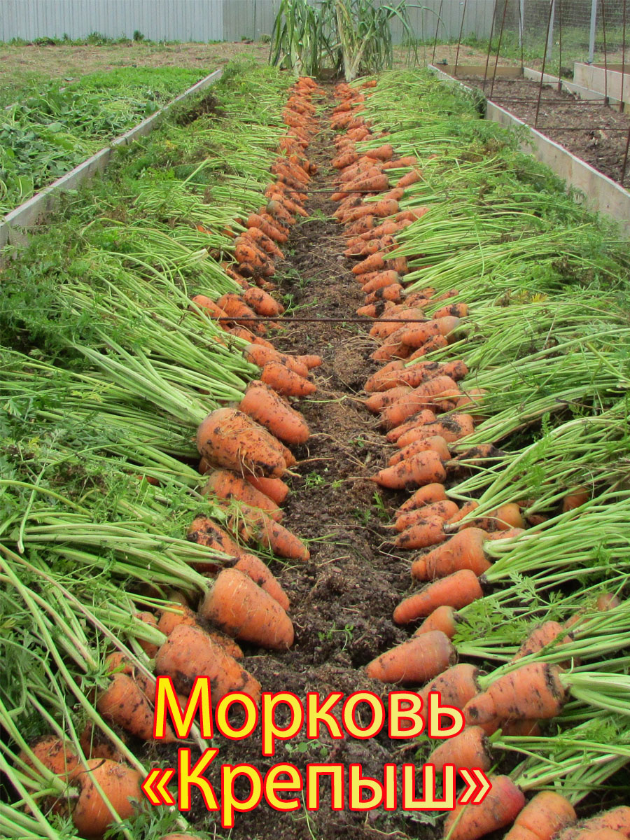 Морковь «Крепыш»