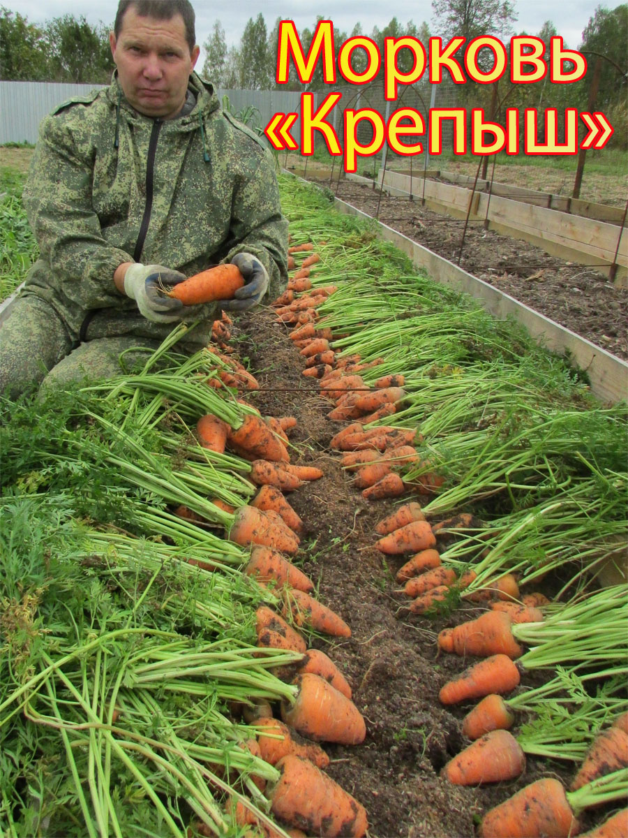 Морковь «Крепыш»