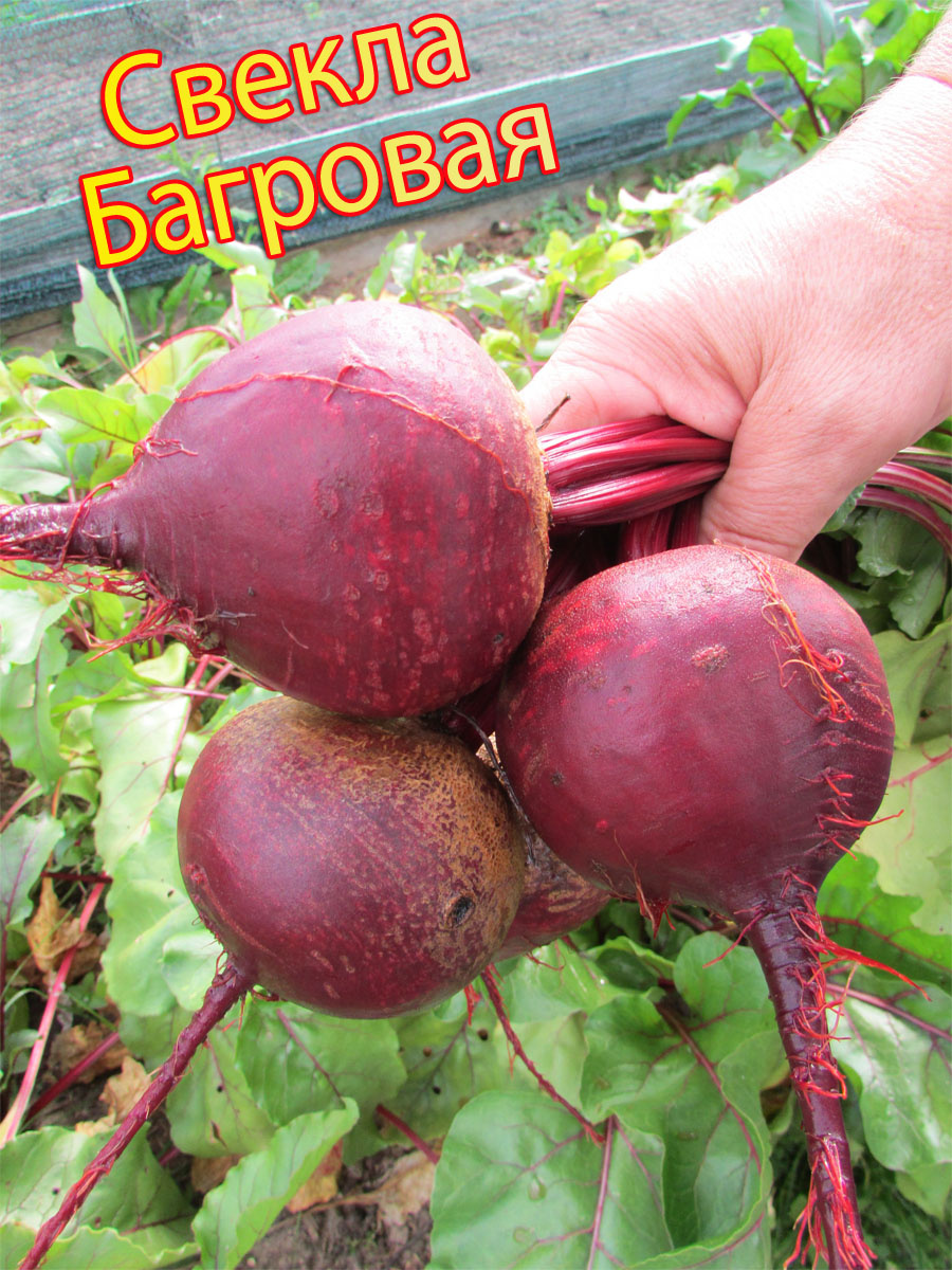 Свекла "Багровая"