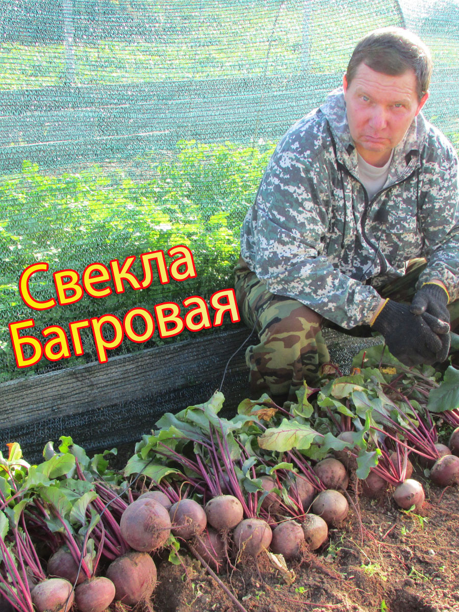Свекла "Багровая"