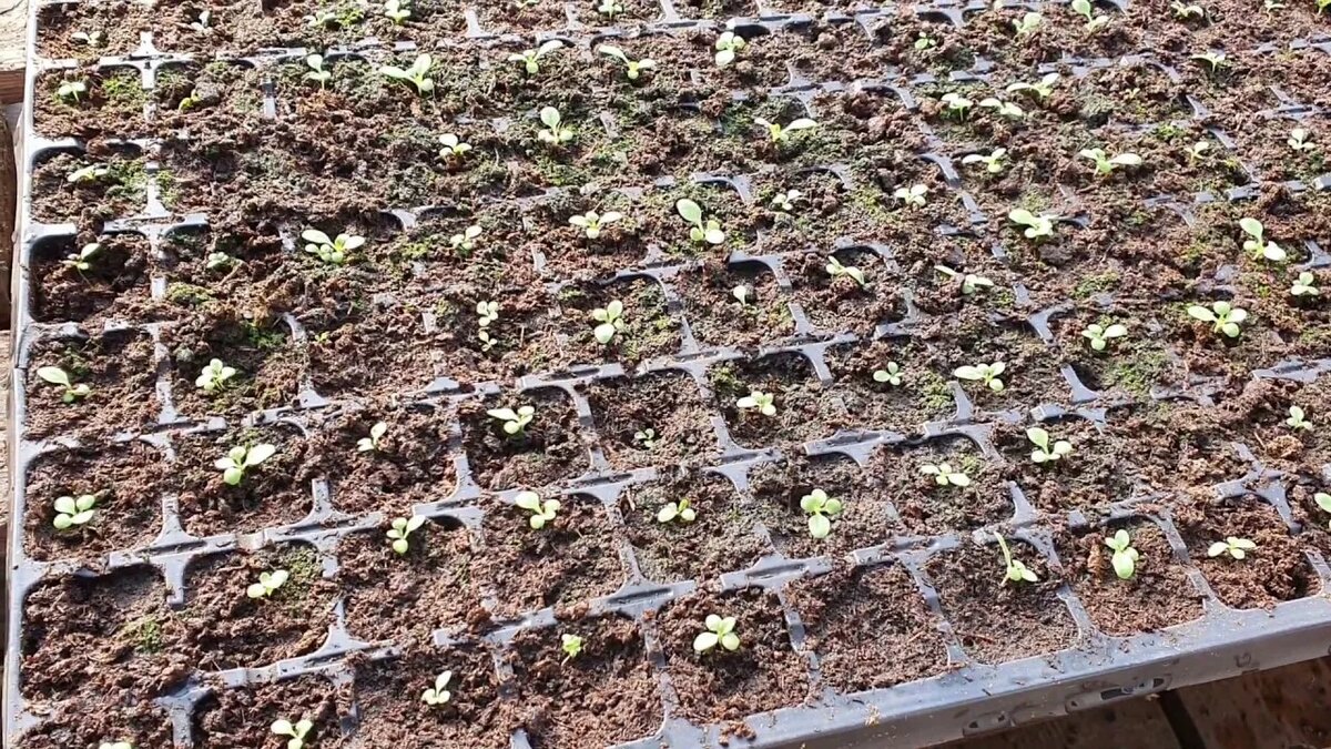 всходы семян петунии