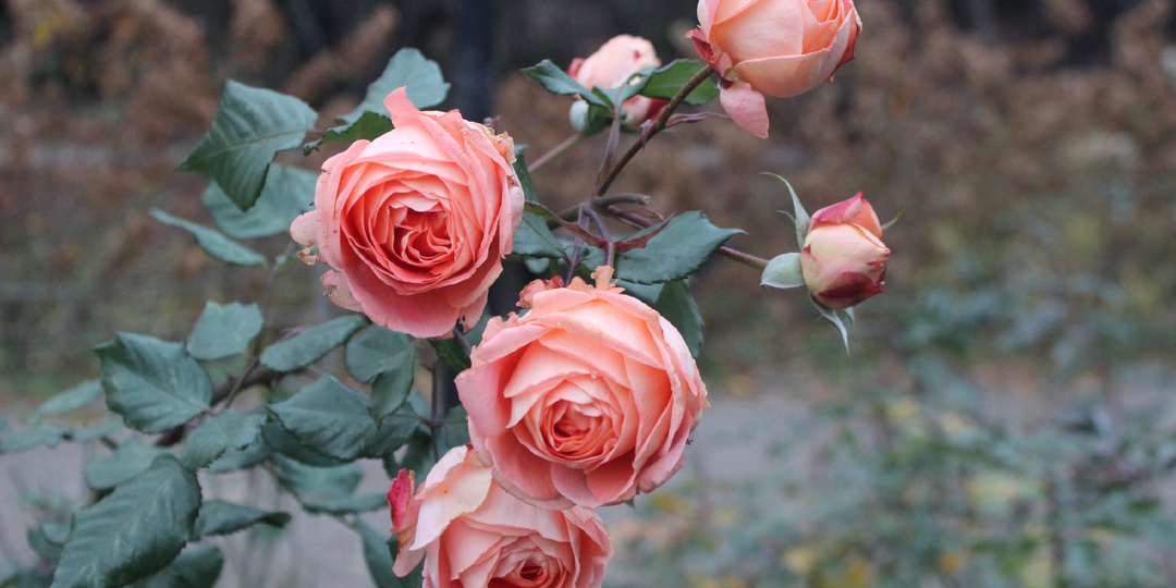 Столичный ботанический сад "Аптекарский огород": впечатления