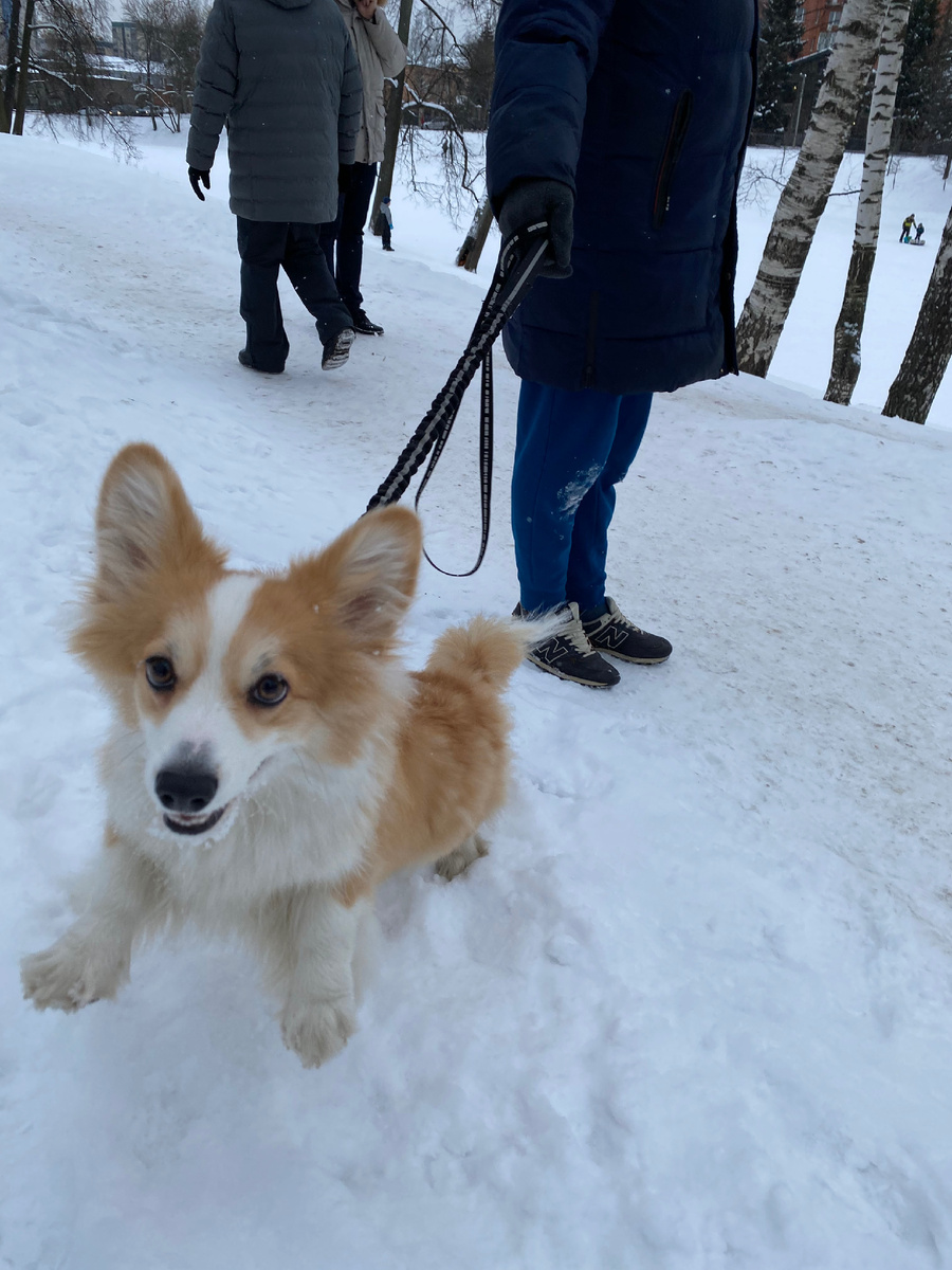 Корги на прогулке