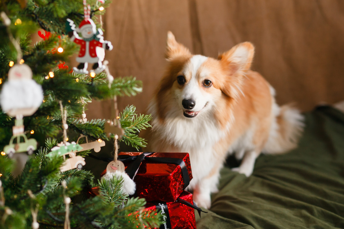 Фотосессия корги