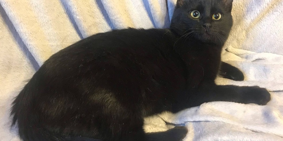 Выбежала, плача, из перелеска