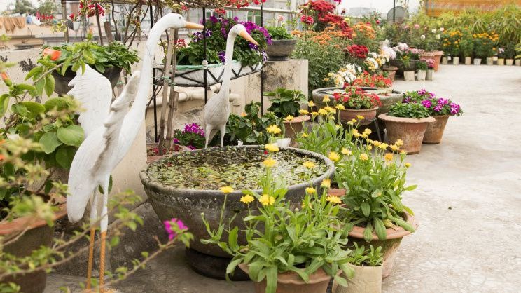 Фото: https://asianews.network/one-tree-for-every-28-people-rooftop-gardening-becomes-dhakas-answer/