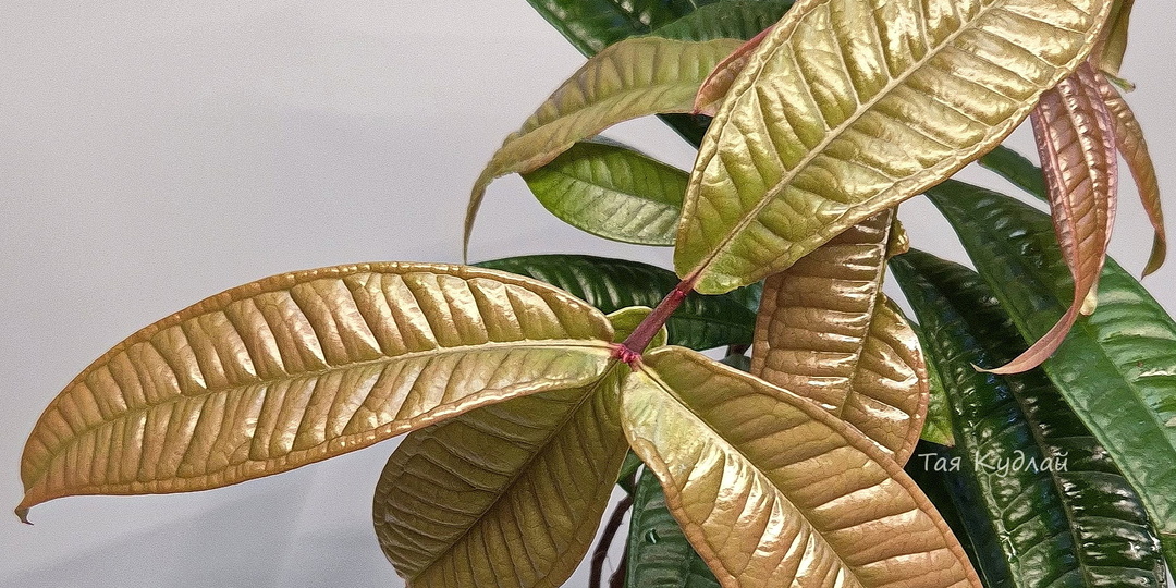 Сизигиум рубокарпум, лат: Syzygium rubrocarpum