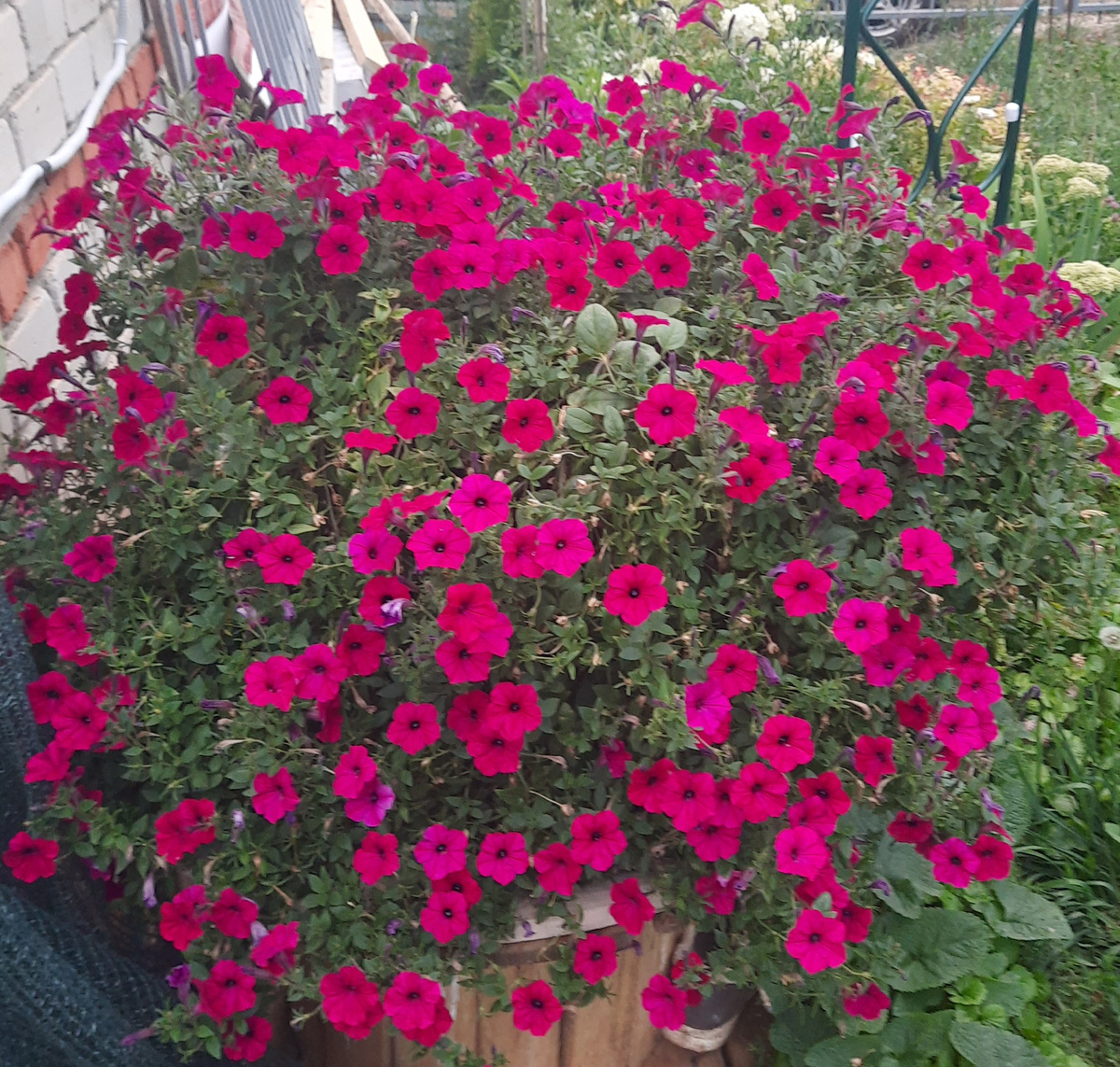 Тайдал пинк сезон 2025