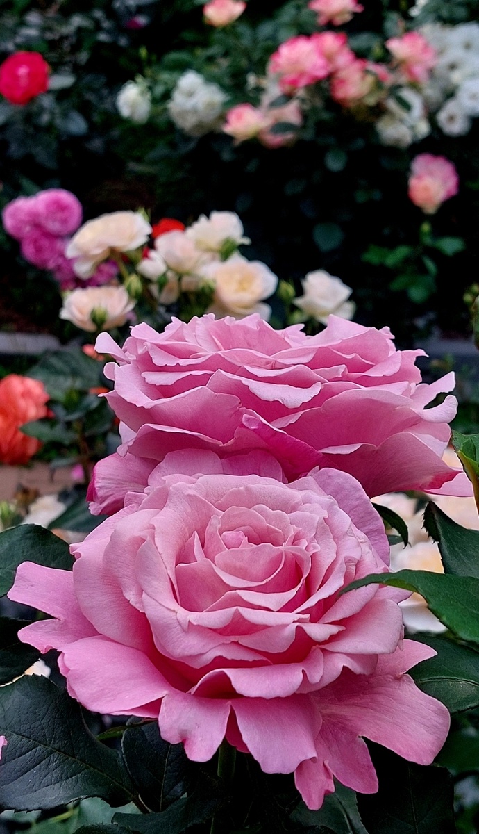 Парфюм де Либерти. Чайно - гибридная роза