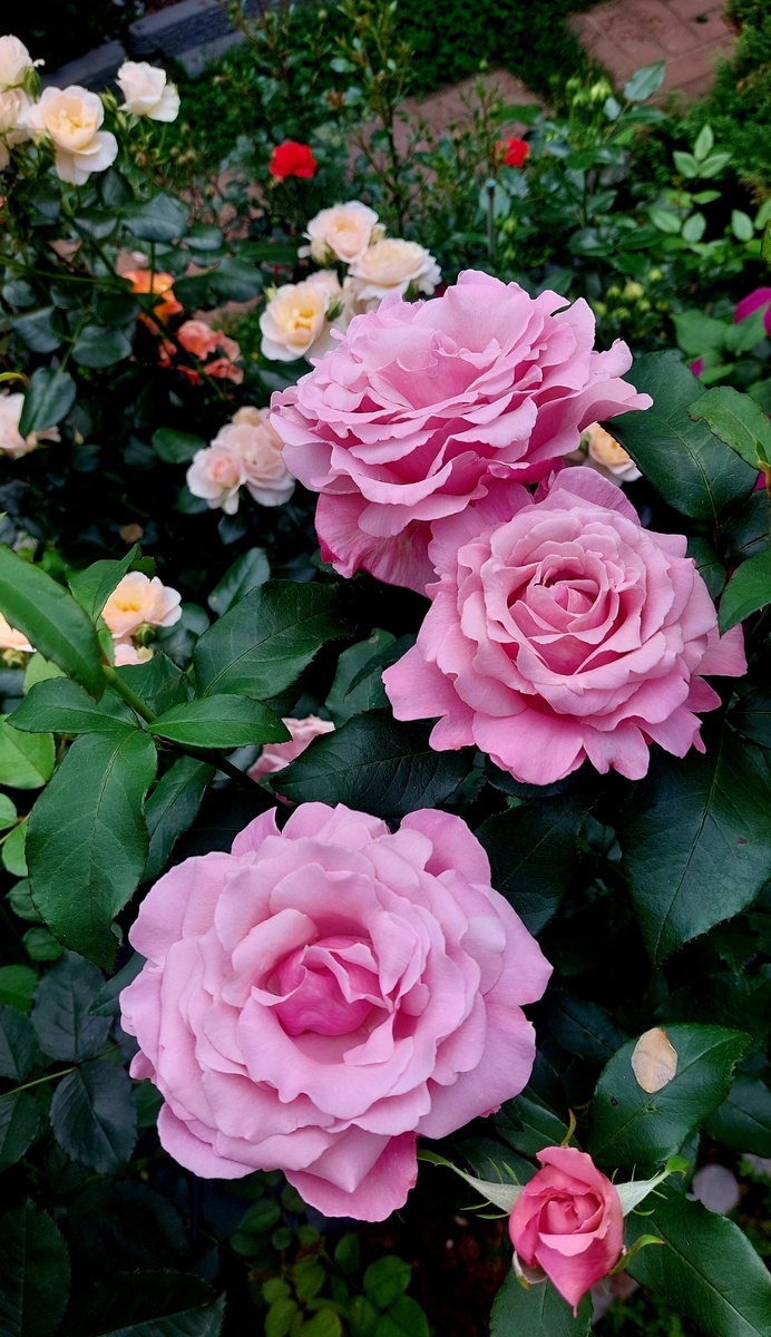 Парфюм де Либерти. Чайно - гибридная роза