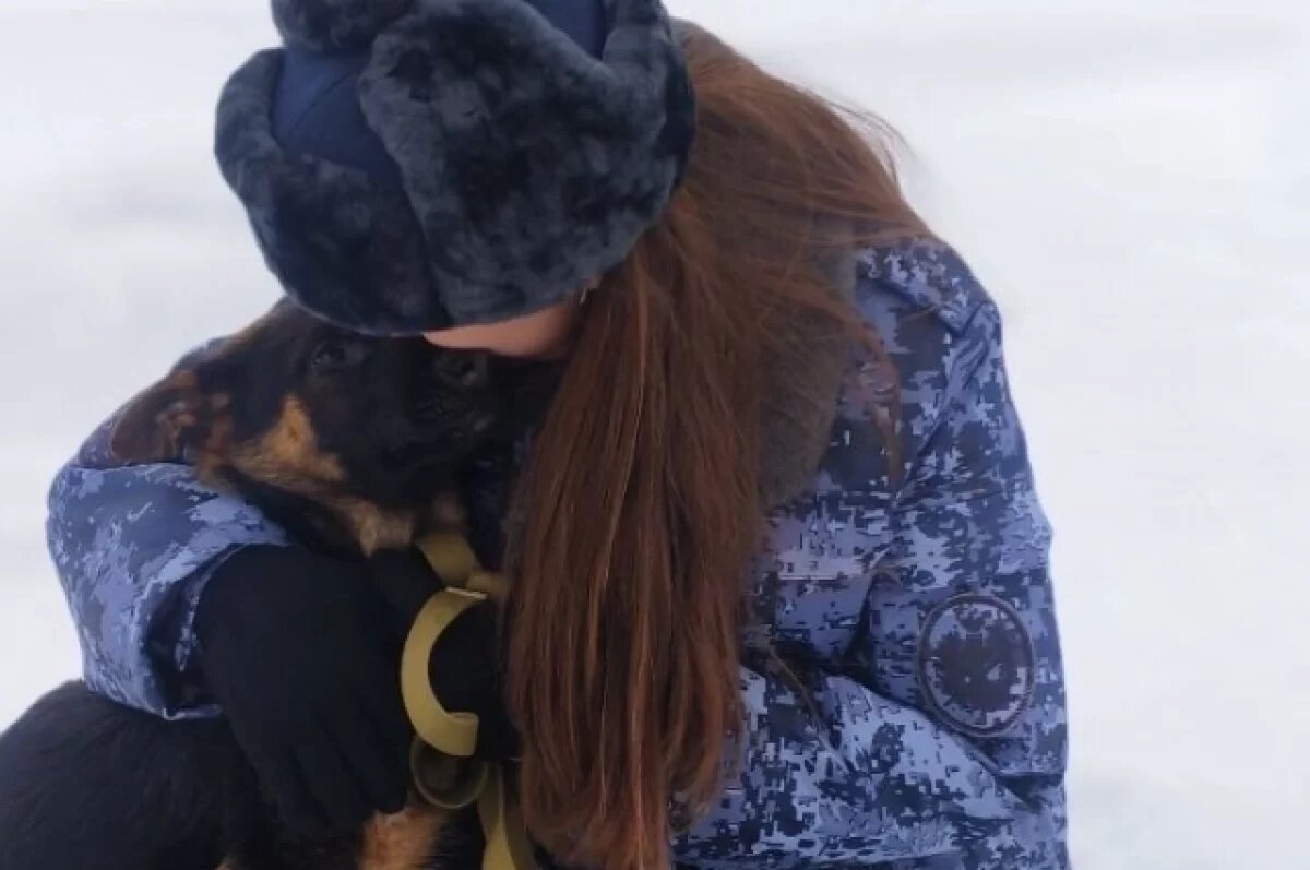    Щенки овчарок из кузбасского питомника ГУФСИН отправились на службу