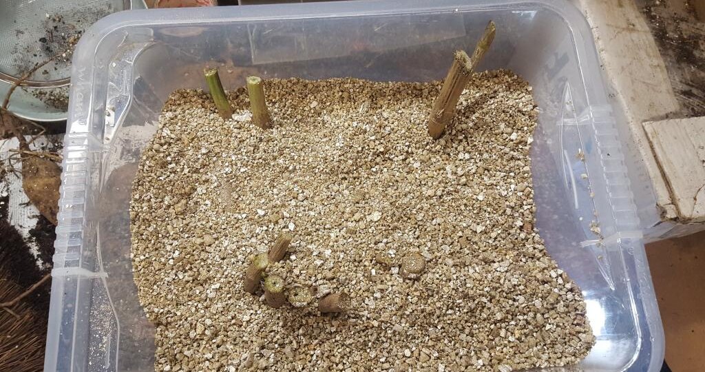 Перлит, вермикулит, керамзит, песок: ЧТО, ДЛЯ ЧЕГО и СКОЛЬКО добавить в почвогрунт