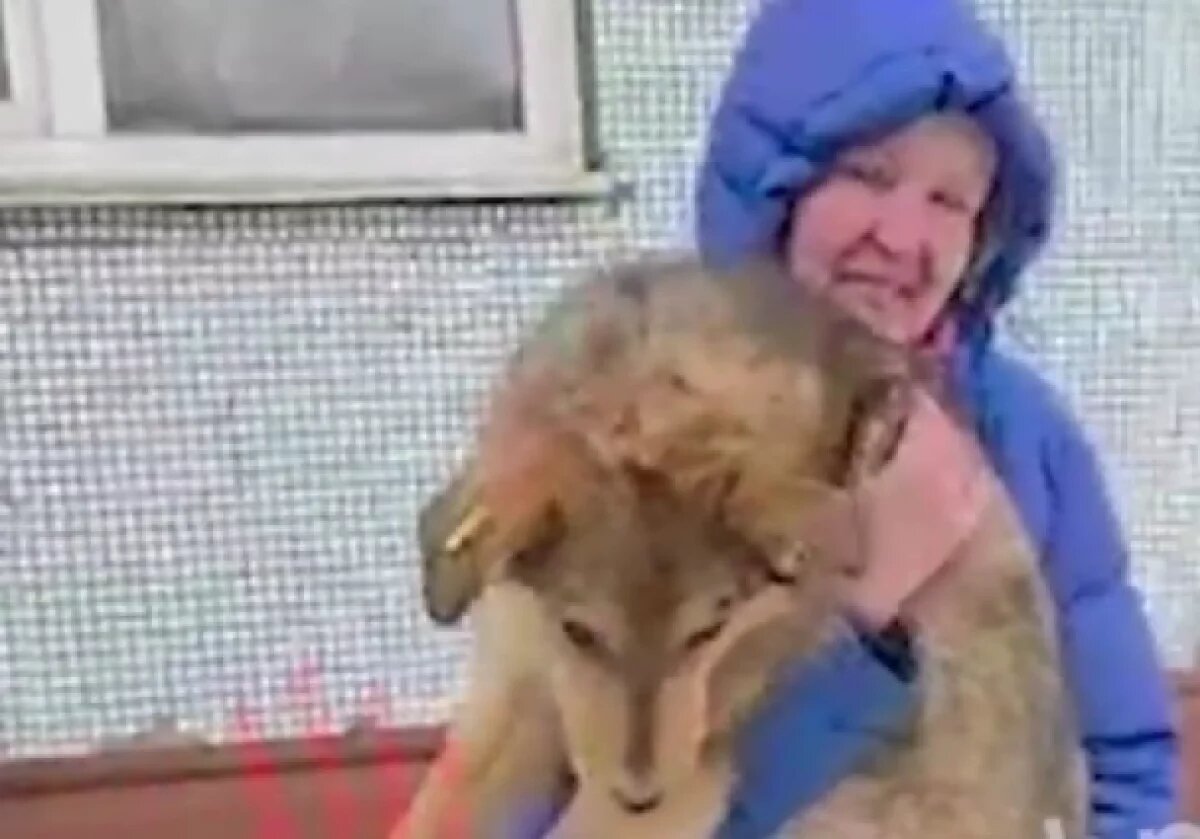    В Челябинске волонтёр застрял под бетонной плитой при спасении собаки