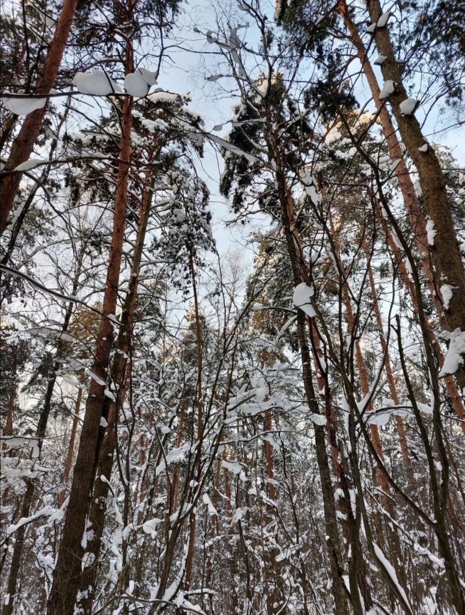 Лес. Да, фотки сегодня от балды. Просто иллюстрации для статьи. Немного разбавить мой негатив😈