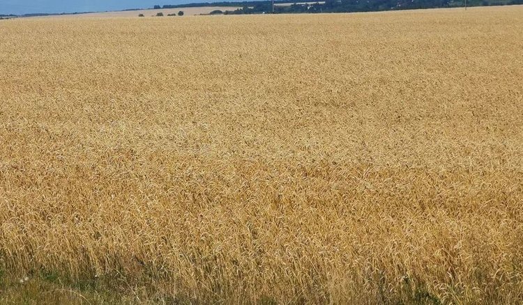    Фото: Лукьянов Дмитрий, AgroXXI.ru