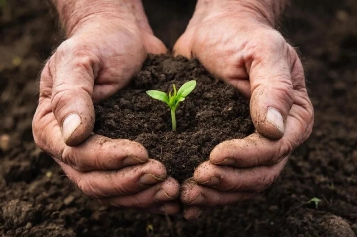    Земля накормит.