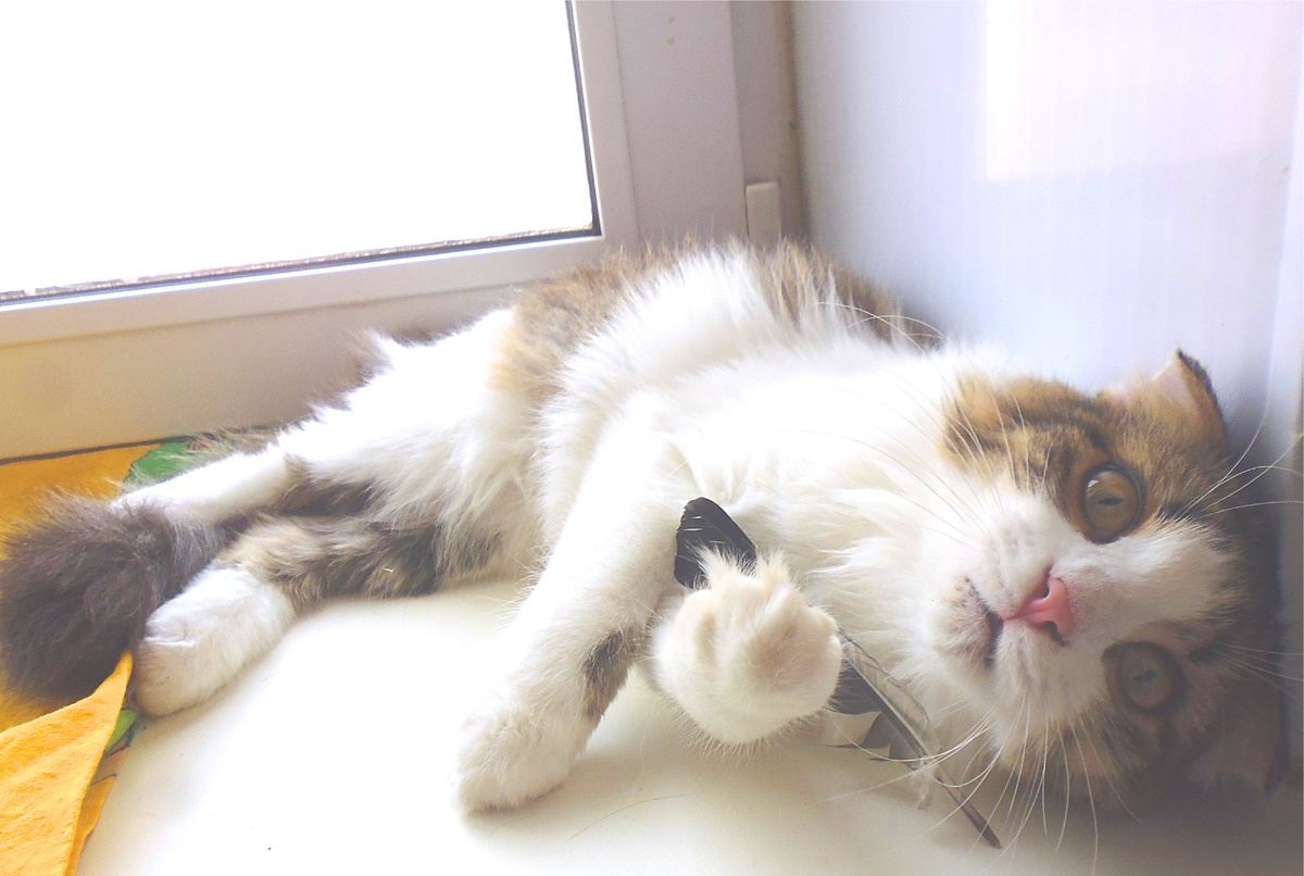  - Паш, покажи хвостик! - Некогда, у меня пёрышко убежит.