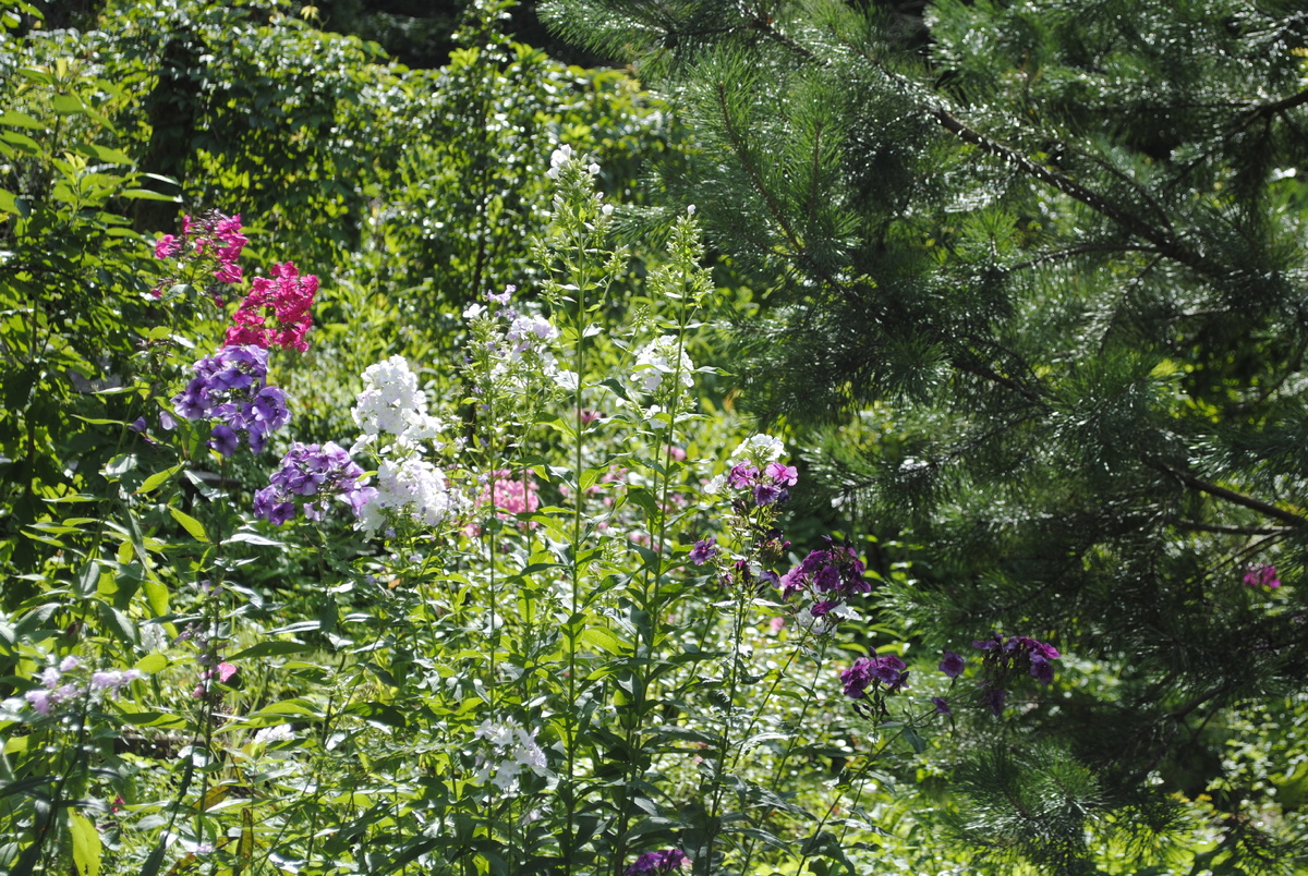 Все растения и фотографии мои 