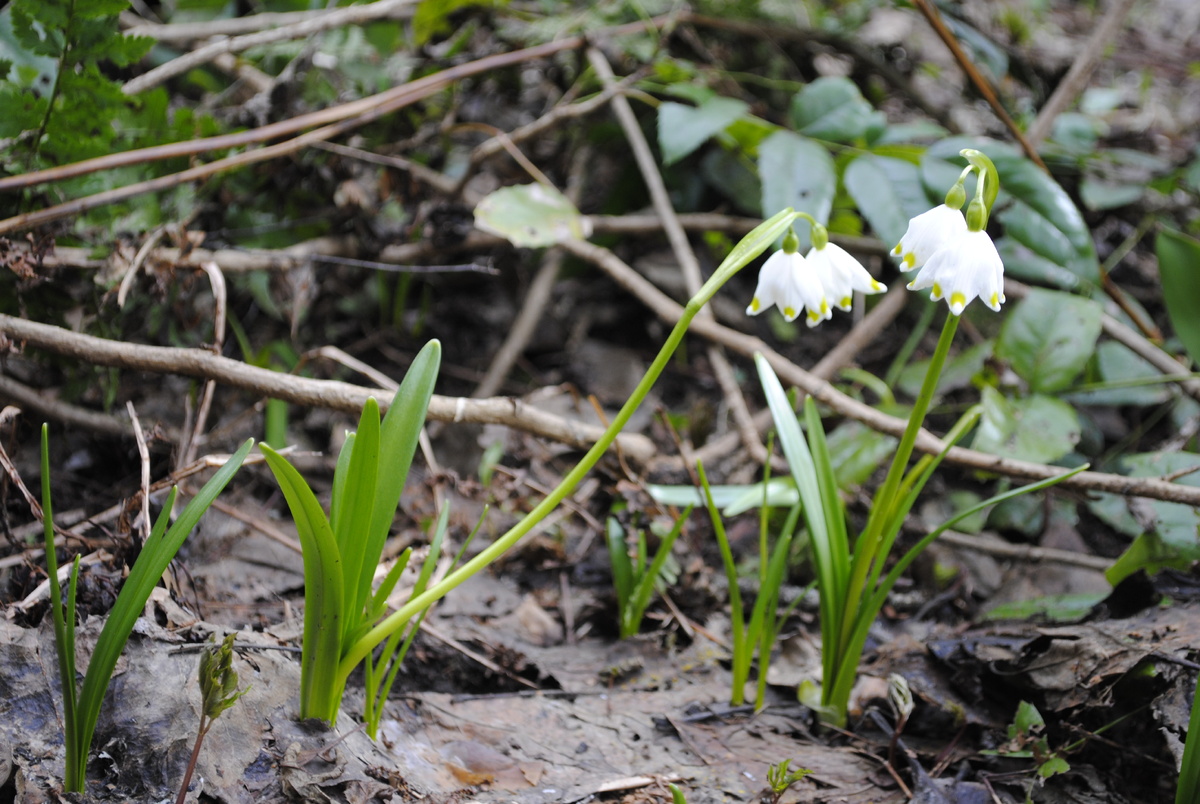 Весна выглядит как-то так; апрель 2025 года