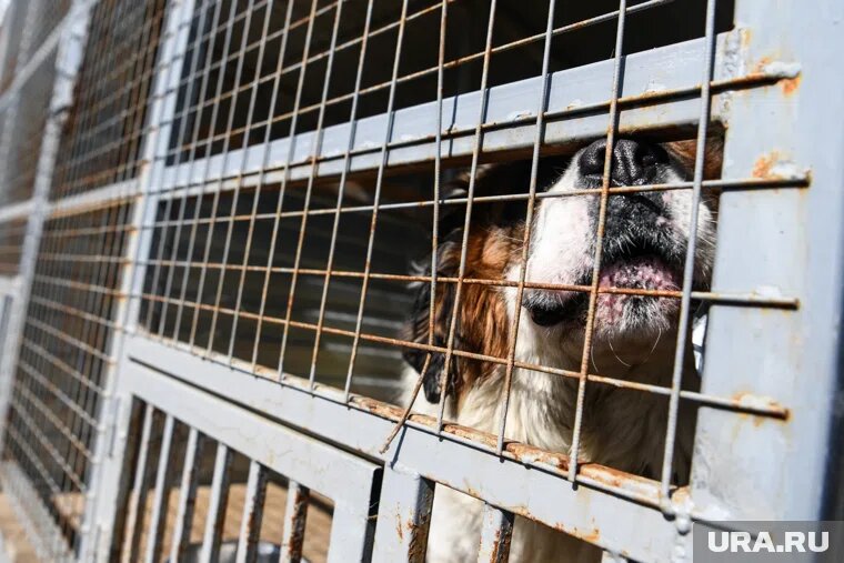 Волонтеры пожаловались в прокуратуру и требуют проверки. Фото: Владимир Жабриков © URA.RU