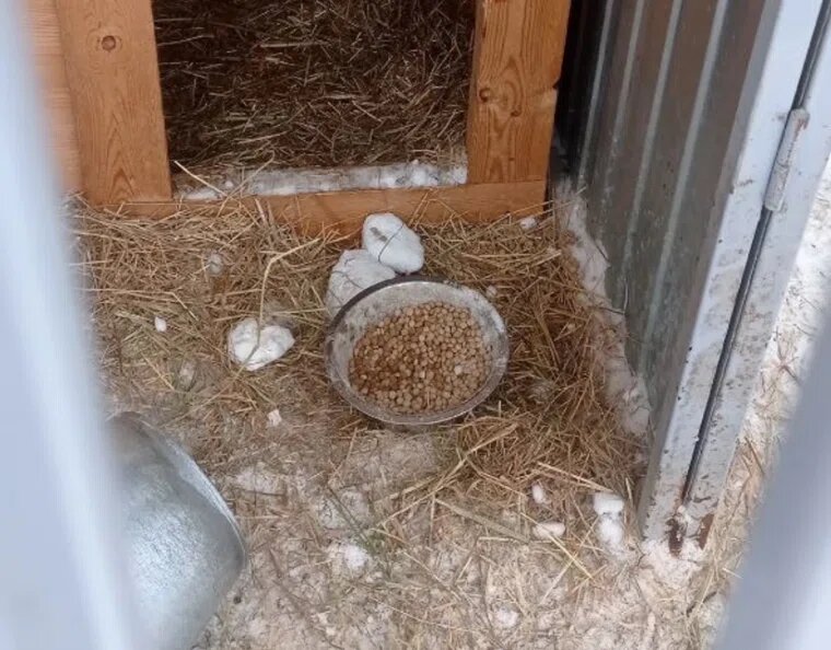 Собаки отказываются есть корм в таком состоянии и голодают. Фото: URA.RU