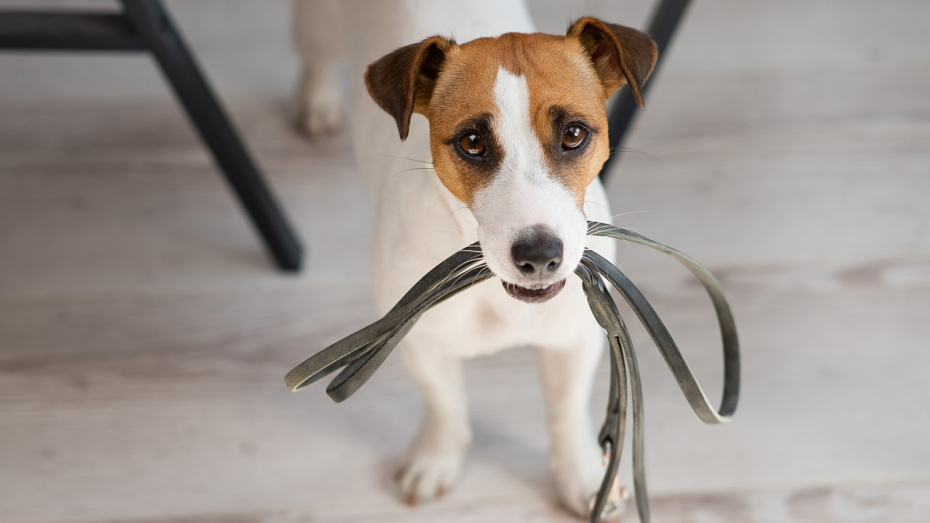    Shutterstock/FOTODOM