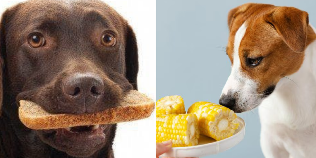 10 продуктов, которые лучше не давать собаке, чтобы избежать проблем с пищеварением или серьезных заболеваний