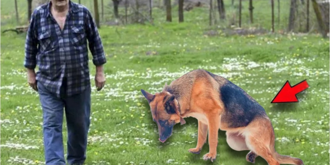 Дорожник Алексей спас собаку без задних лап. А что произошло дальше поразило всех до глубины души