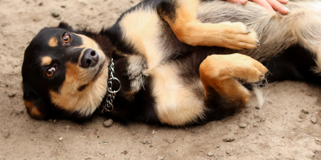 Звонок от молодых людей на собаку не сулил волонтерам ничего обнадеживающего, пока они с ними не встретились