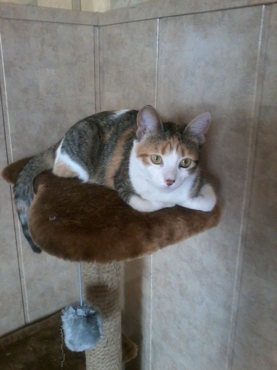 А это моя красавица КЛЕОПАТРА