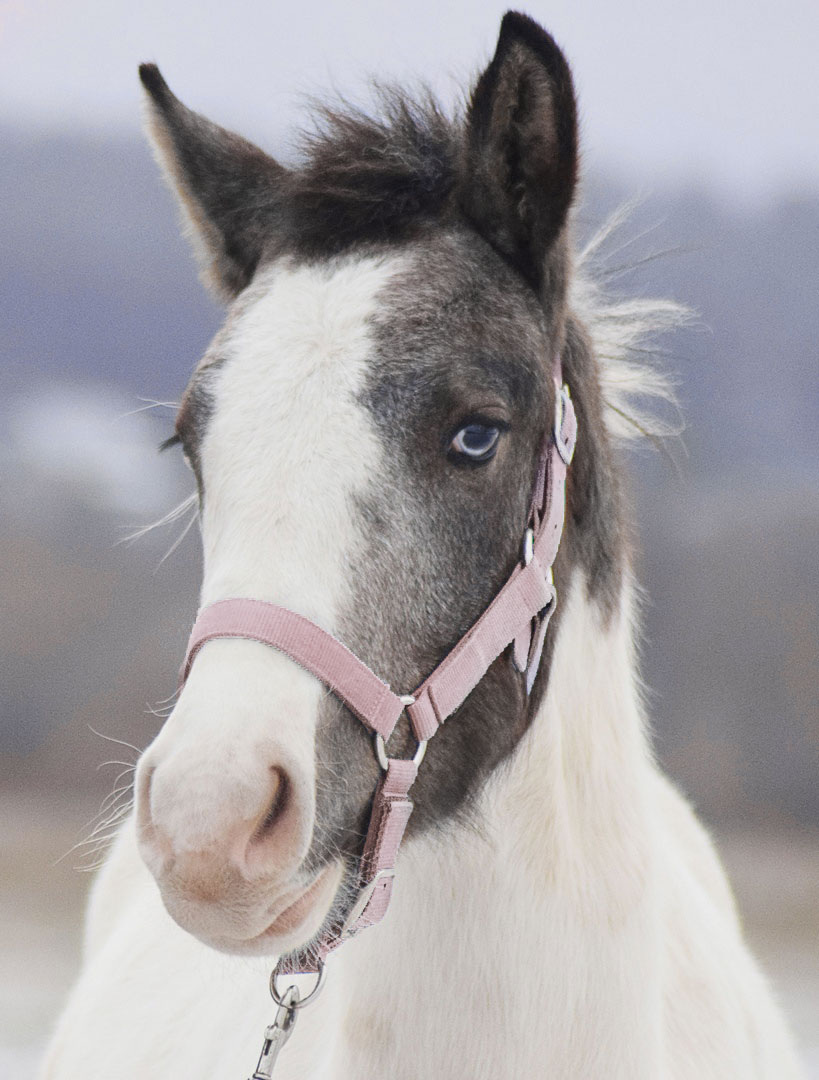 Конь Альбус, он видит вас сзади практически не поворачивая головы.
