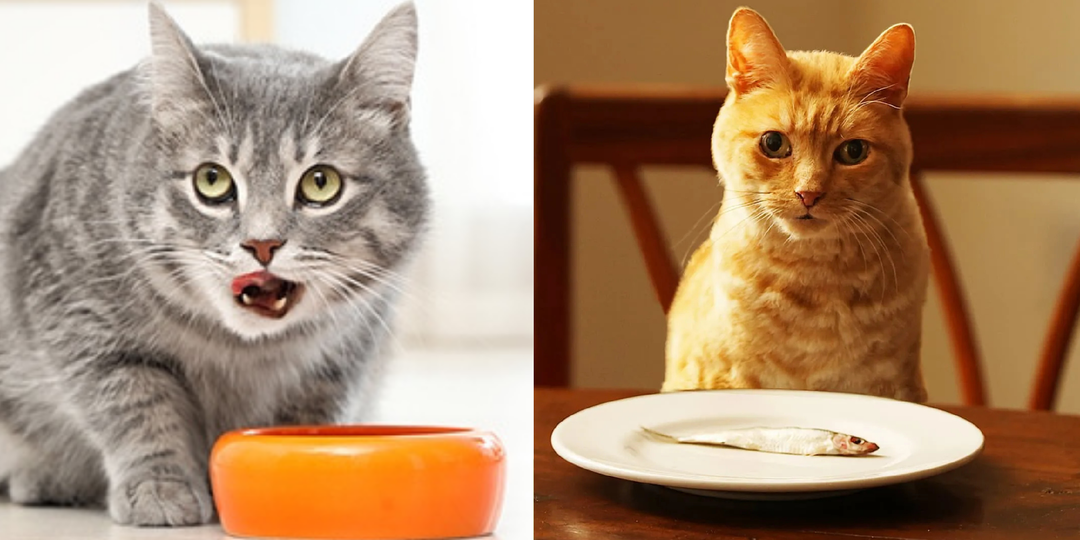 7 продуктов, которые лучше не давать кошке, чтобы не было проблем с пищеварением