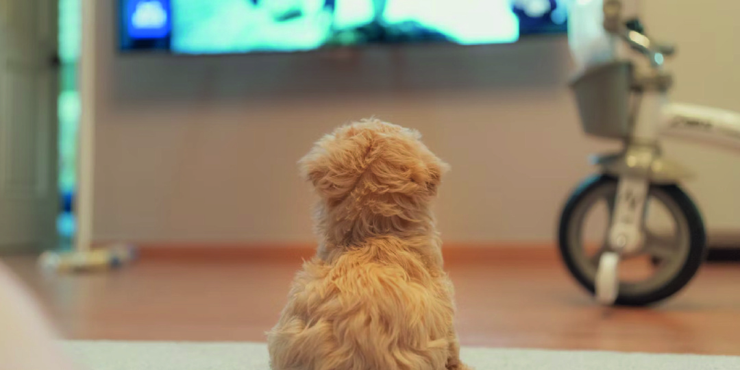 Собака смотрит телевизор вместе с хозяином? Как она видит изображение и что ей нравится смотреть