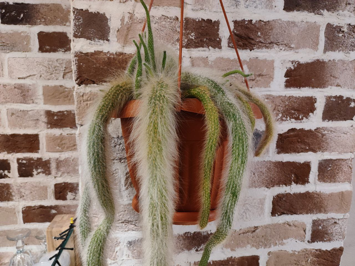 Фото автора.