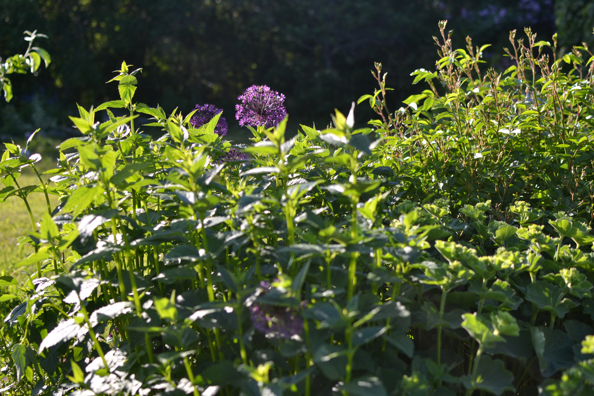 Май в моем саду. Несколько фотографий, можно листать