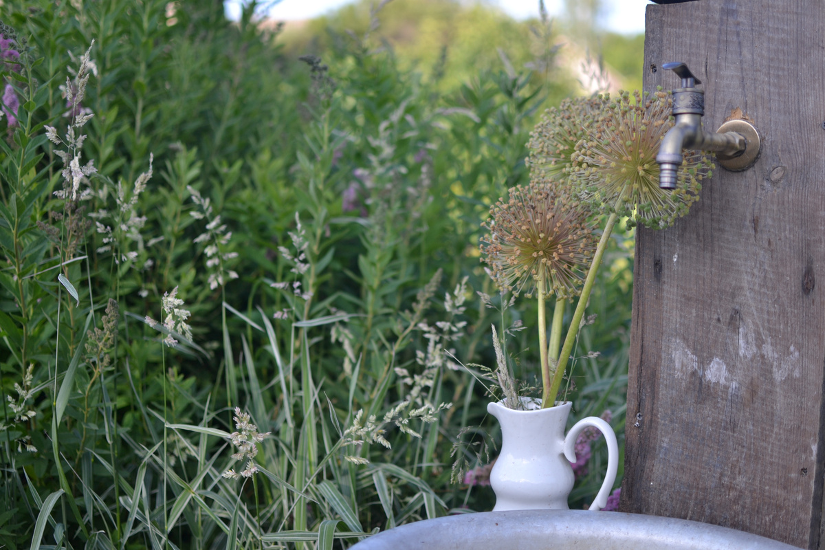 Июнь, отцветший лук