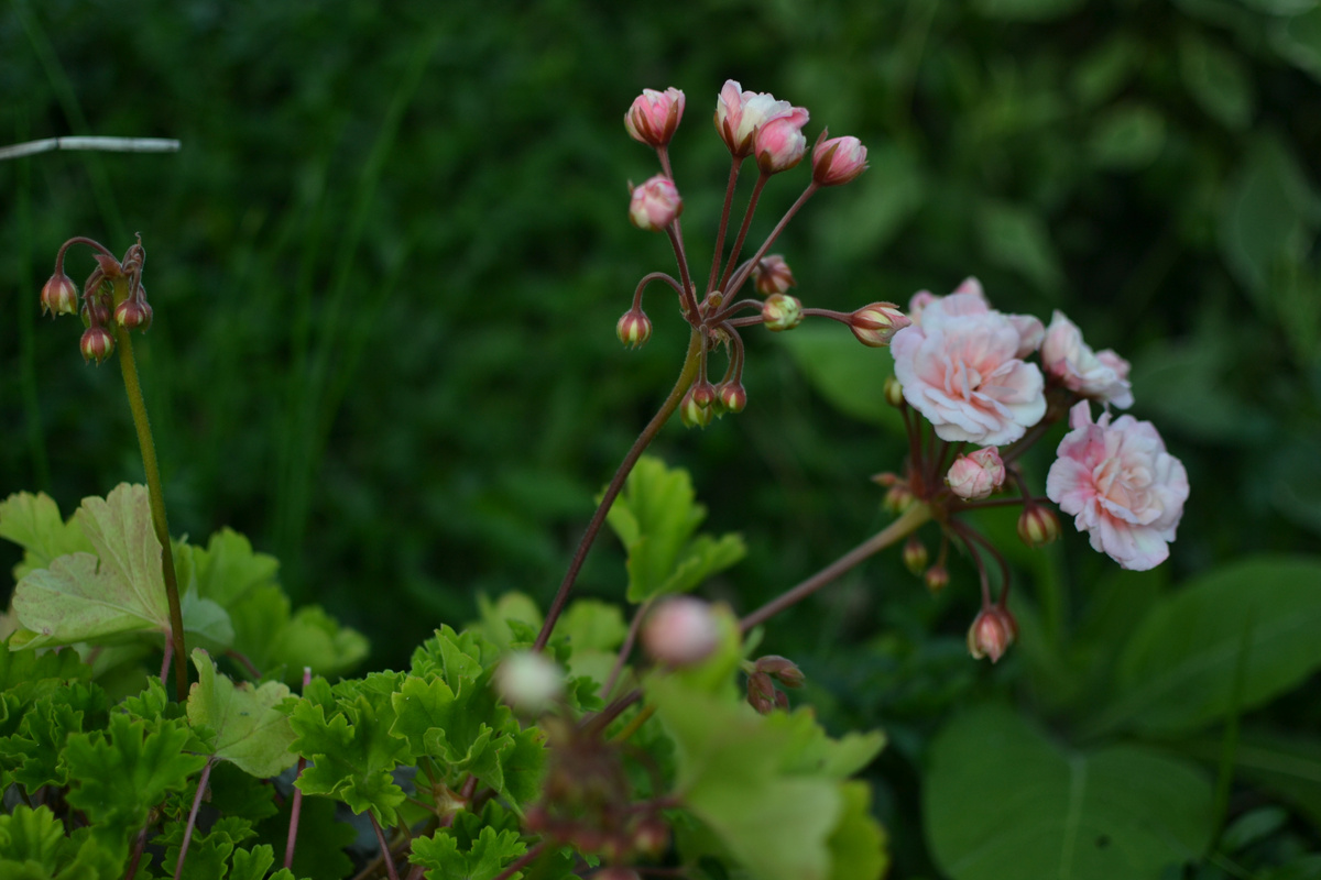 Люблю-люблю и непременно восстановлю. Но крепко подумаю об увеличении поголовья