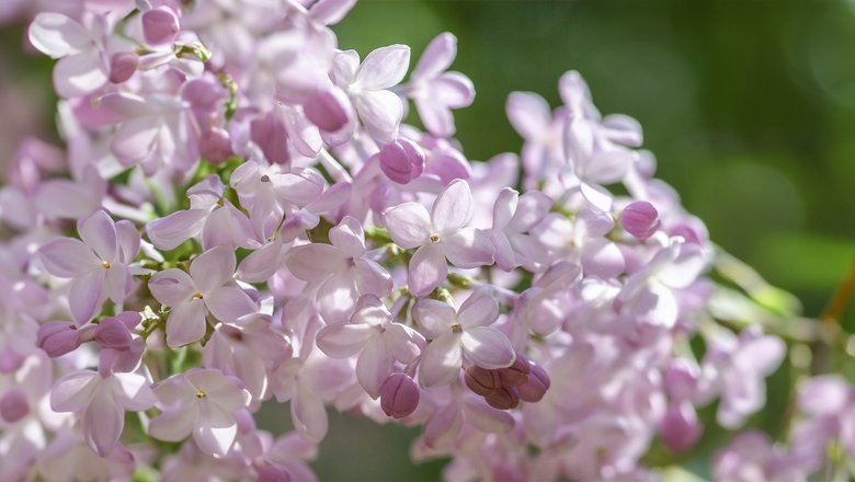 Картинка найдена на просторах интернета, ссылка https://yandex.ru/images/search?from=tabbar&img_url=https%3A%2Fi%2F.pinimg.com%2Foriginals%2Fa8%2F34%2Fа3f%2Fa83р43f81с287409b5e7bd53274cf0591a19.jpg&lr=47&pos=15&rpt=simage&text=%D1%86%D0%B2%D0%B5%D1%82%D1%8B%20%D0%BA%D1%80%D1%83%D0%BF%D0%BD%D0%BE%20%D1%84%D0%BE%D1%82%D0%BE