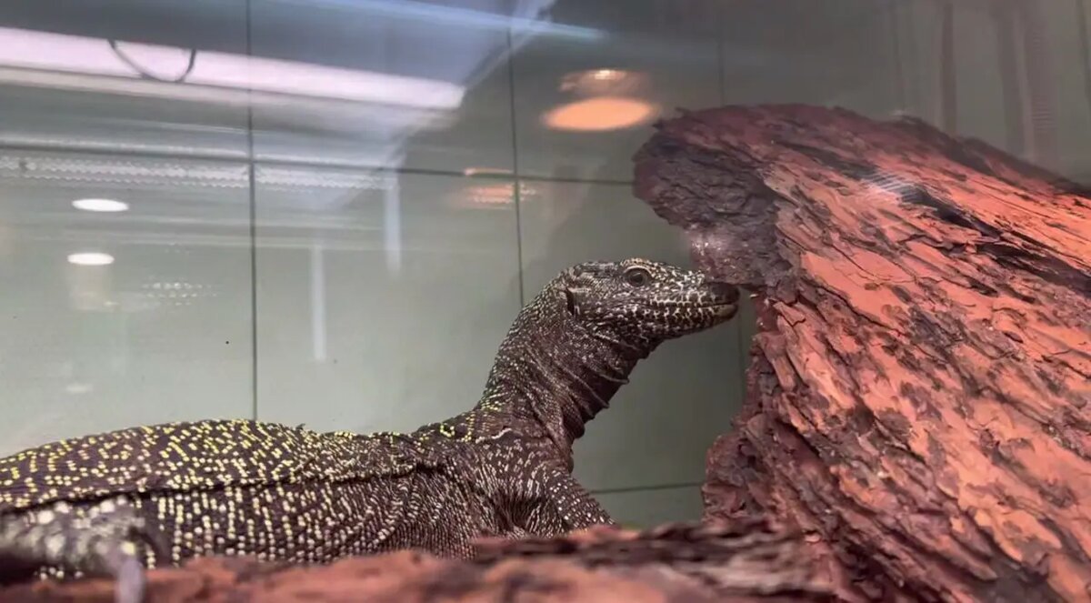    Фото: скриншот из видео пресс-службы Ленинградского зоопарка.