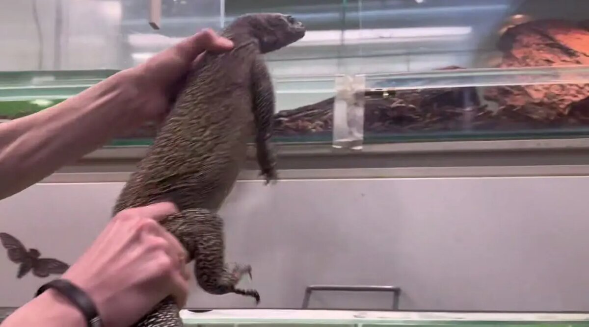    Фото: скриншот из видео пресс-службы Ленинградского зоопарка.