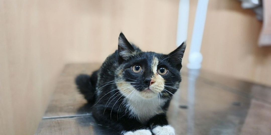 В приют Нарьян-Мара доставили черепаховую кошечку