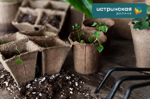 Торфяные стаканчики помогают высадить рассаду без повреждения корней.Так растения быстрее приживаются и раньше идут в рост