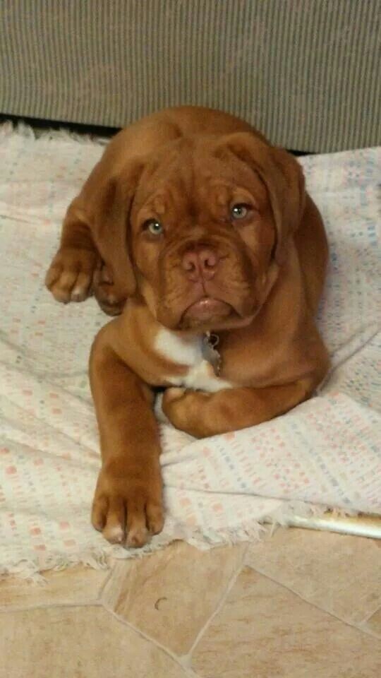 Щенок бордоского дога. Кажется, этот малыш знает, какая трагическая участь выпала его предкам.