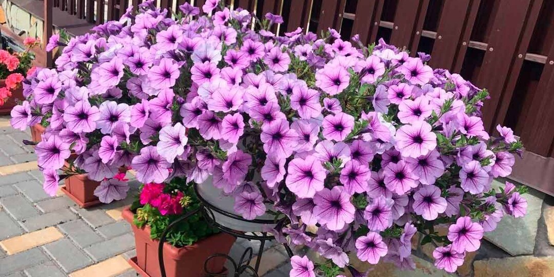 🌱 "Три листа" - правило, при котором петуния цветёт как шар (а я 10 лет делал наоборот)