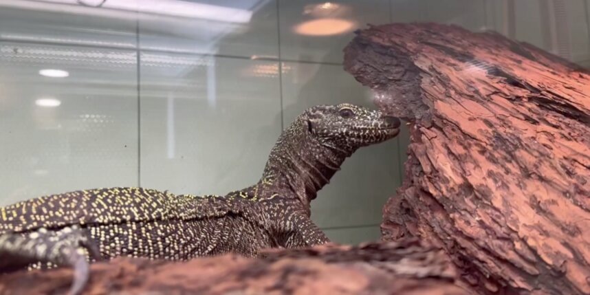    скриншот видео t.me/lenzoopark