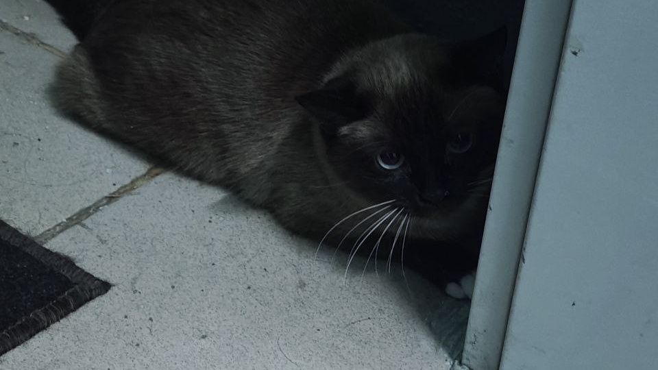 В высотке на 12-м этаже бросили голубоглазую кошечку