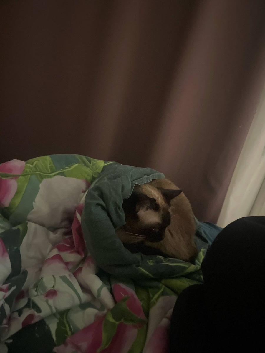 Ну кау ее обратно в подъезд...😢