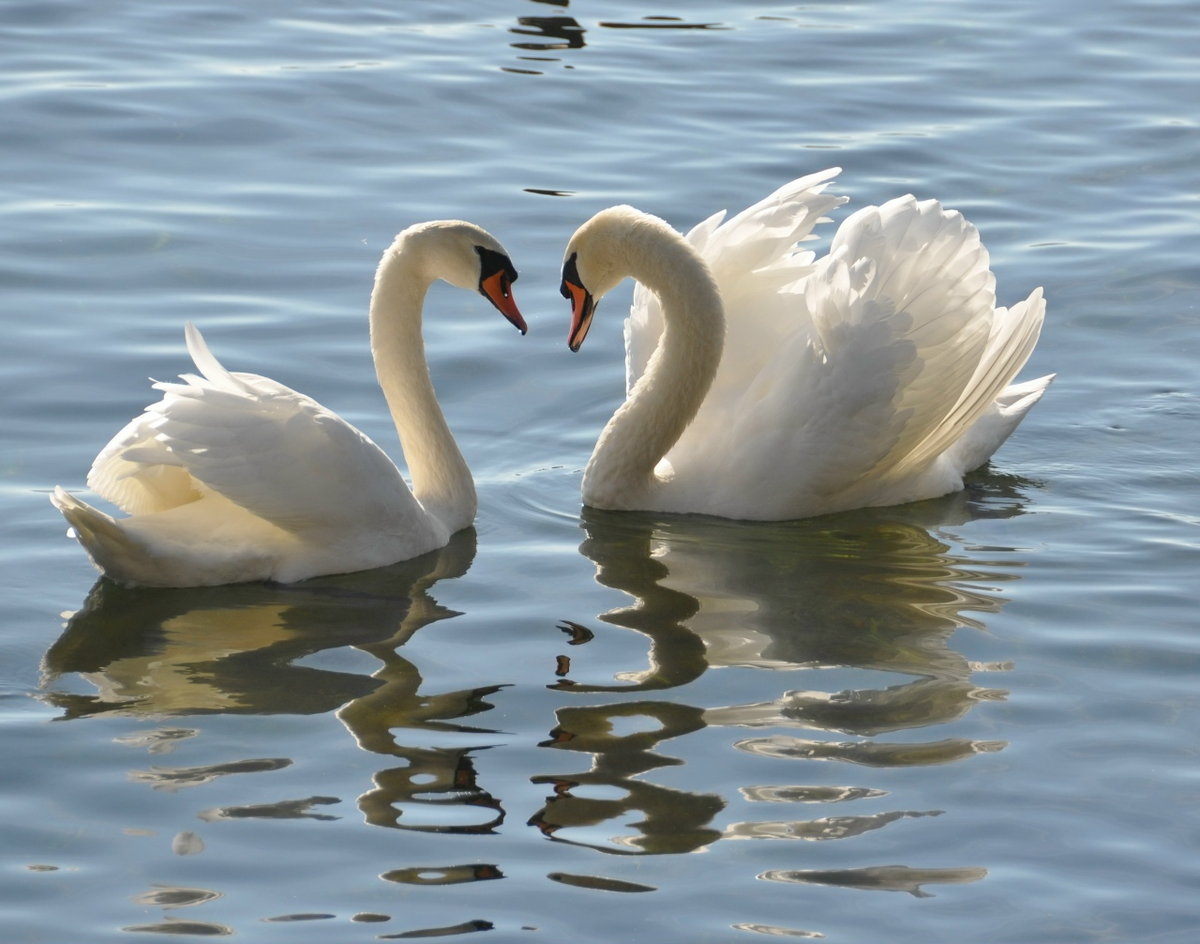 Лебеди. Фото автора 