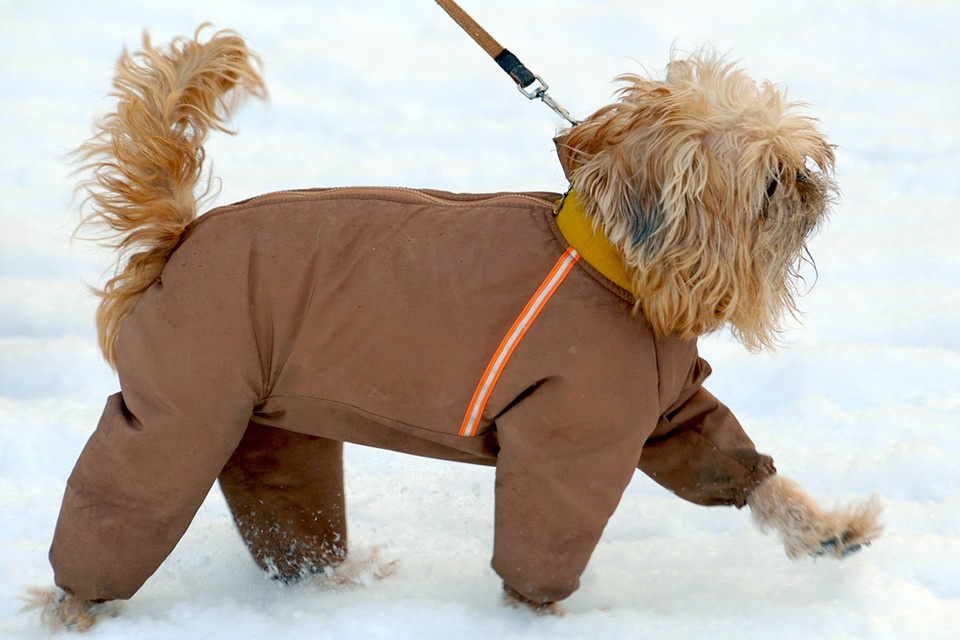    Чем мельче само животное, тем оно быстрее переохлаждается Алексей ФОКИН